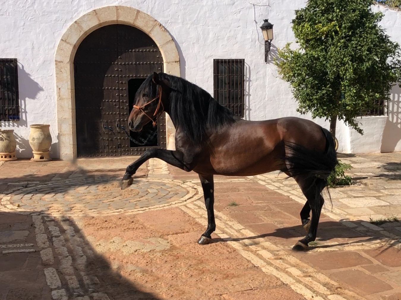 Shooting with horses in Southern Spain? We are the specialists! Ask us what is possible.