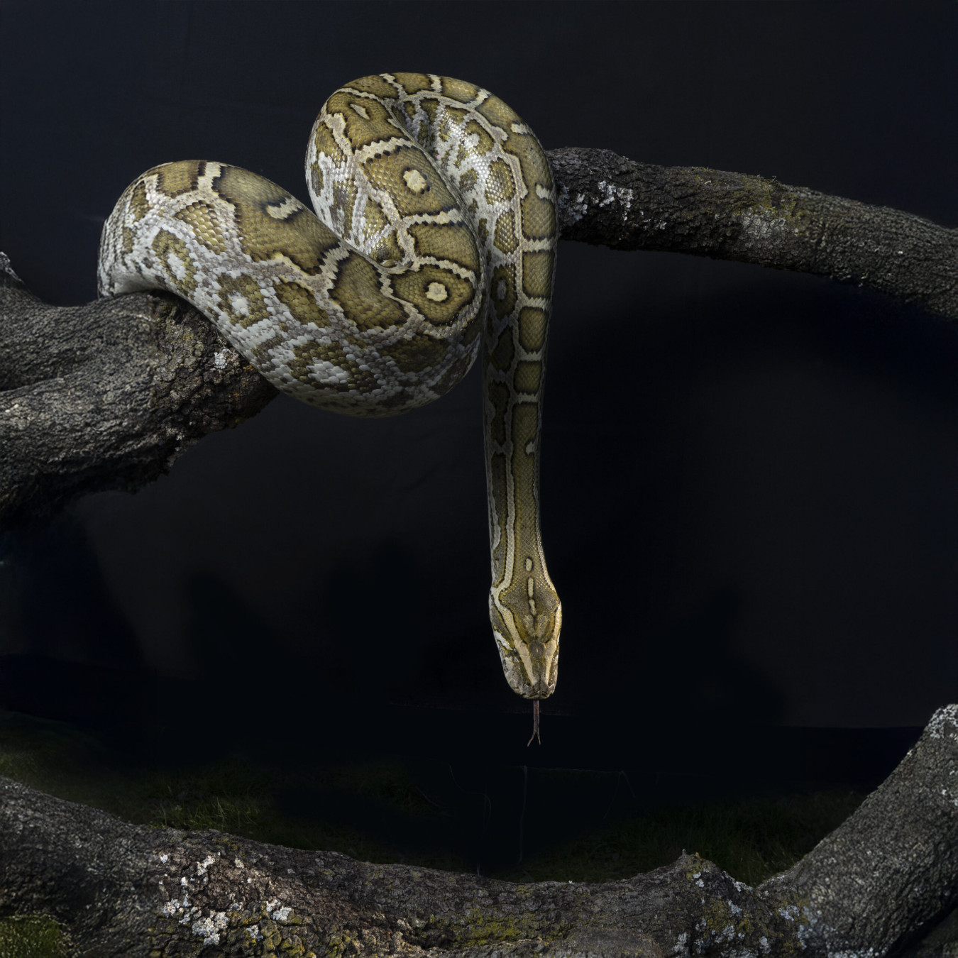 Snakes & Reptiles