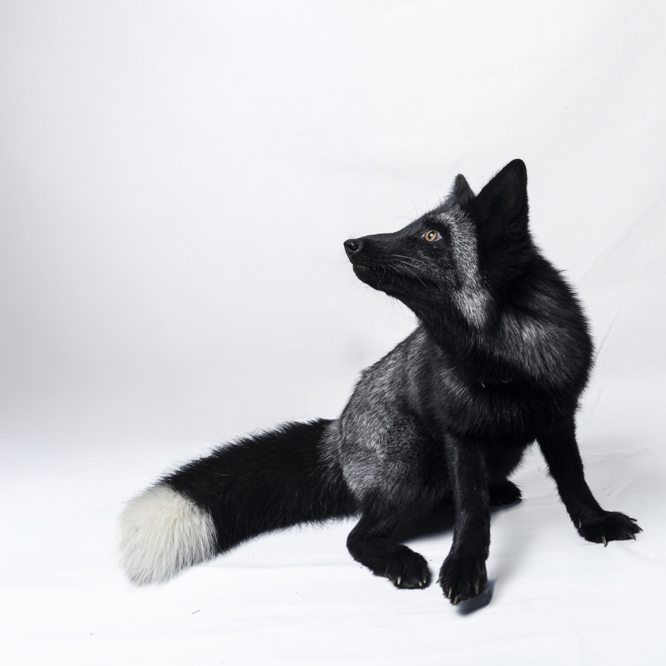 Foxes