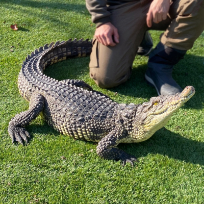 Crocodiles