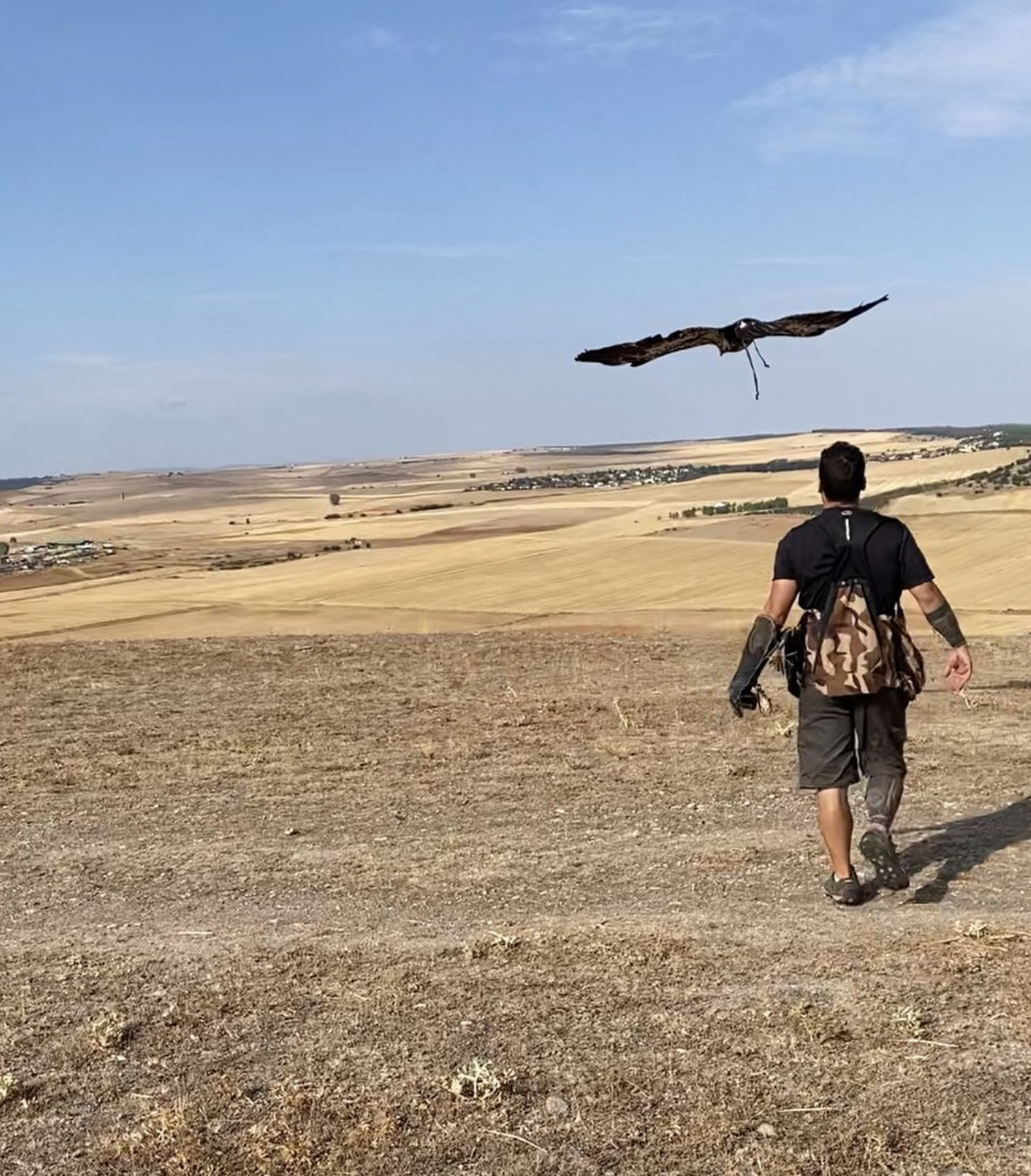 Birds