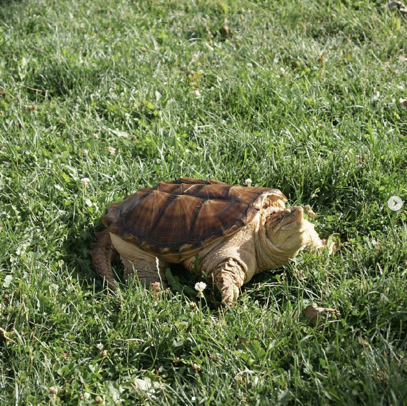 Turtles