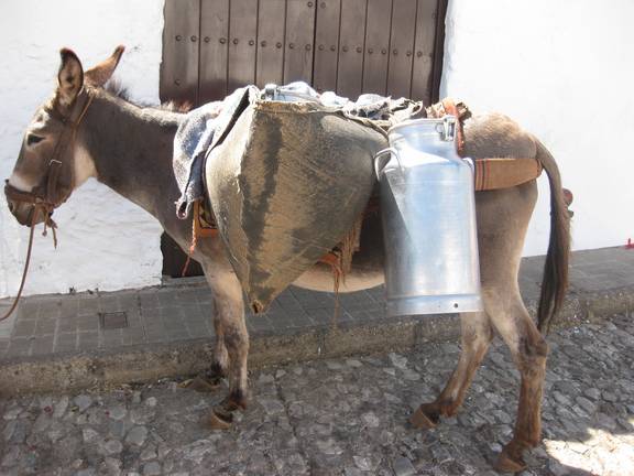 Donkeys